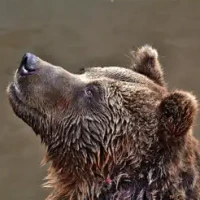 Guess Animal Sounds