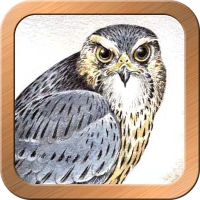 Druid Oracle Cards